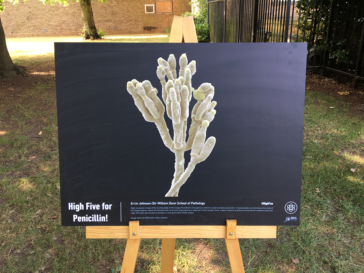 Posters in the Park2