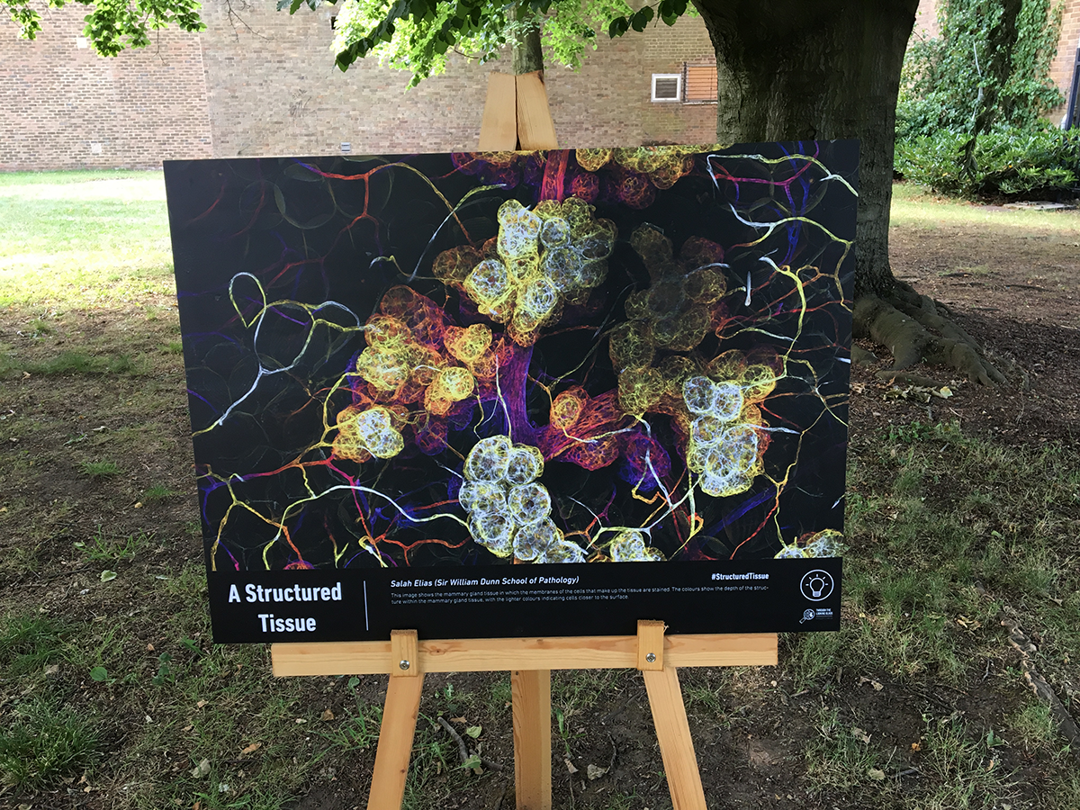 Posters in the Park7