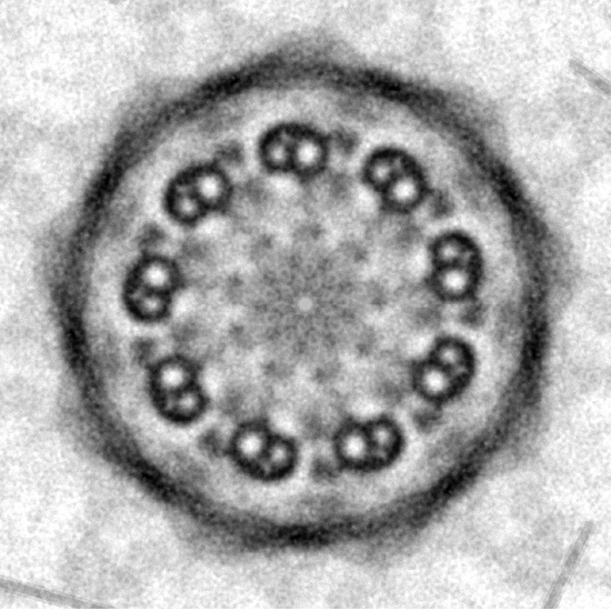 2018 Electron Microscope - Runner up