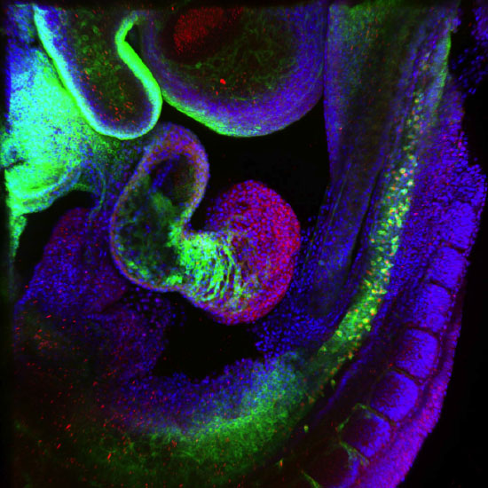 2018 Light Microscope - Winner
