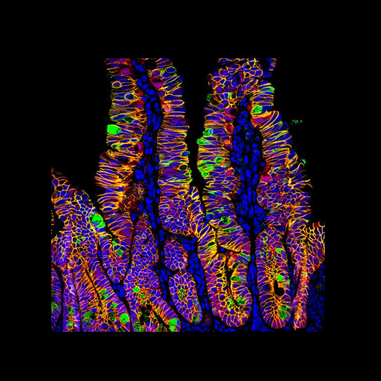 confocal image