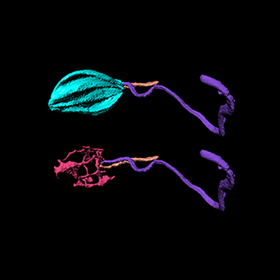 SBF-SEM