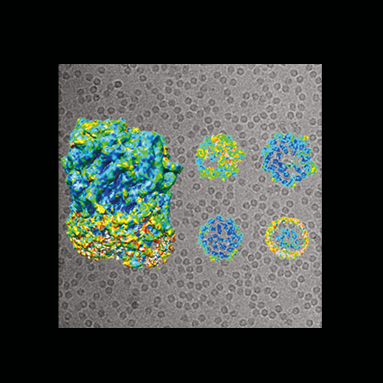 Cryo-EM